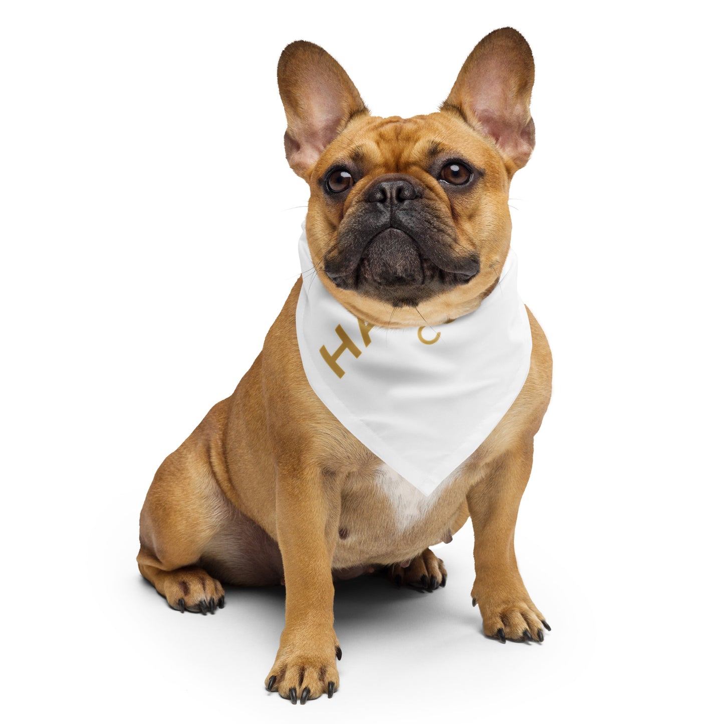 a tan colored french bulldog wearing a white Halter & Hearth bandana with gold letters and a white background.
