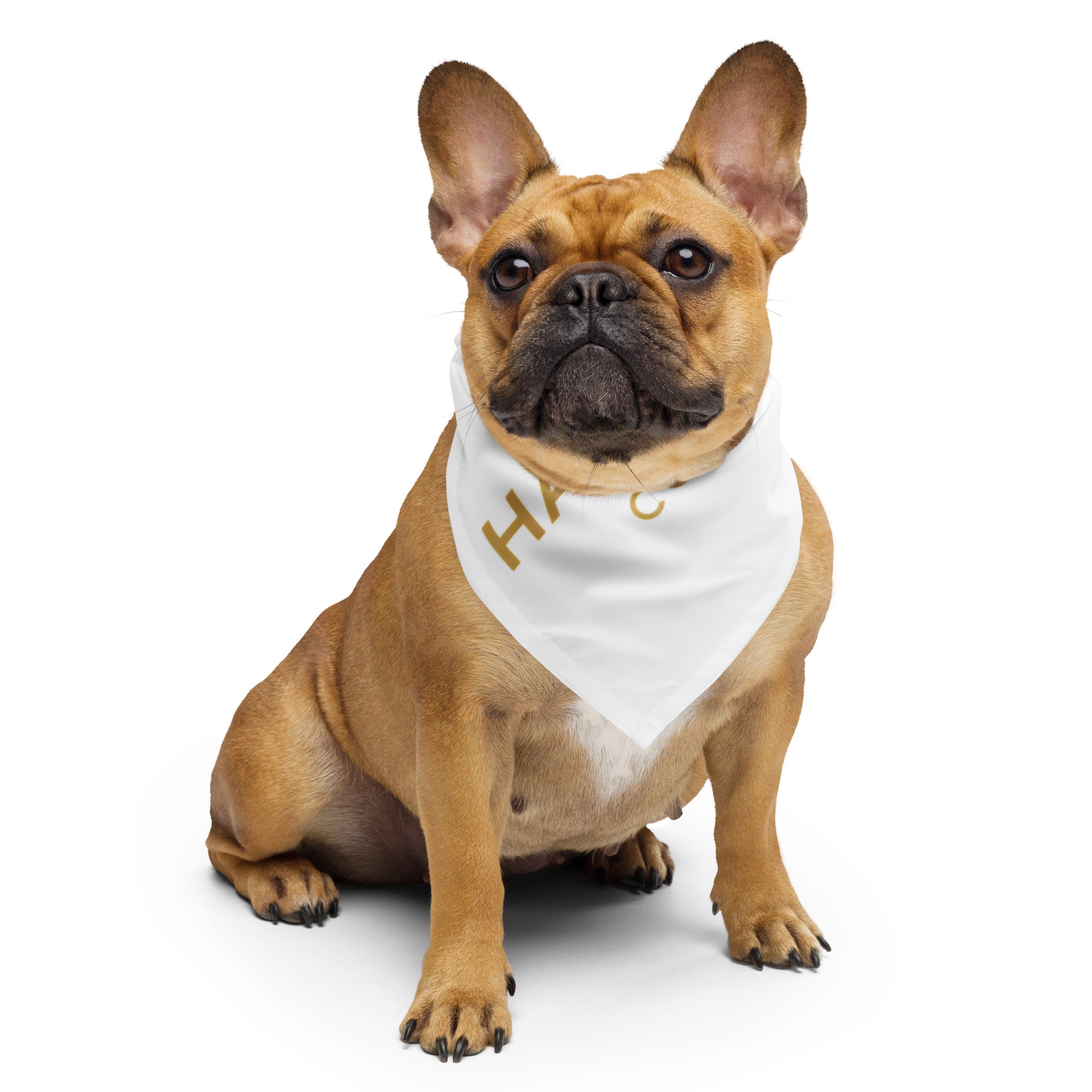 a tan colored french bulldog wearing a white Halter & Hearth bandana with gold letters and a white background.